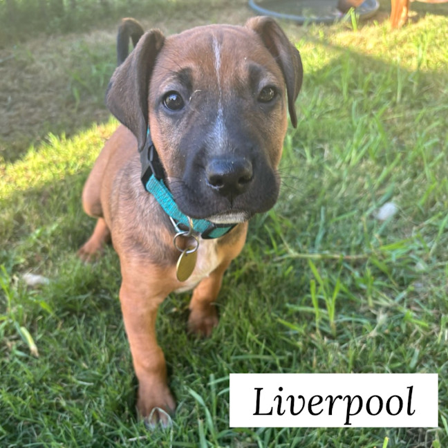 Photo of 🏘️ English Streets Litter (Part 1) 🏘️