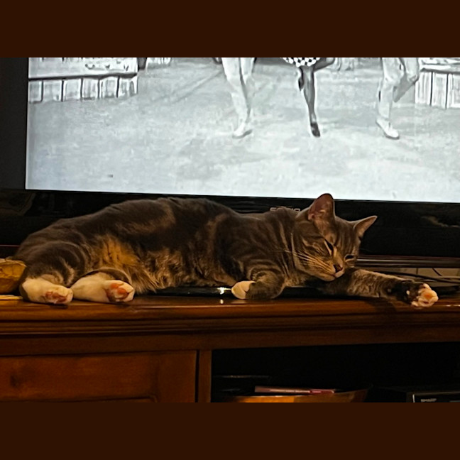 Photo of Quilly Willy