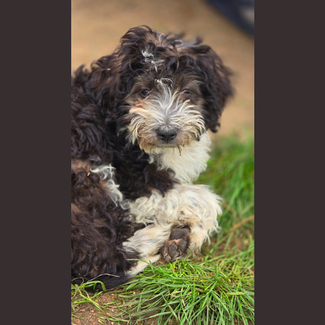 Photo of Zuri