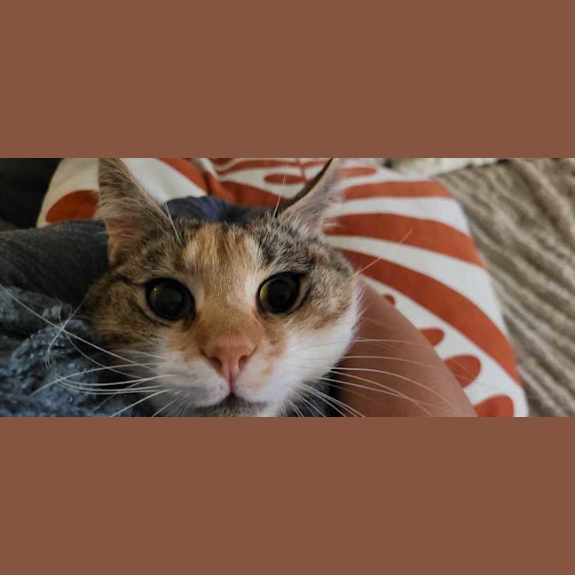Photo of Goldie