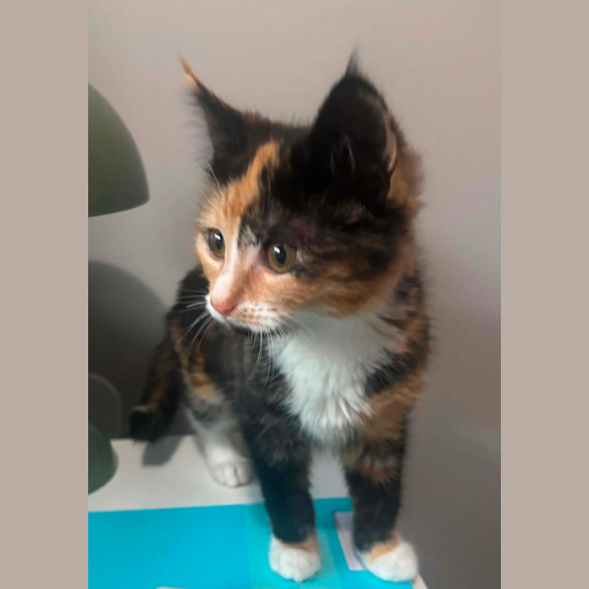 Photo of Mabel