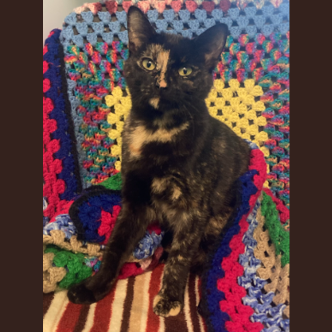 Photo of Misty The Mystical 