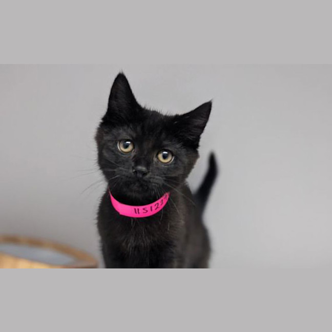 Photo of Willow