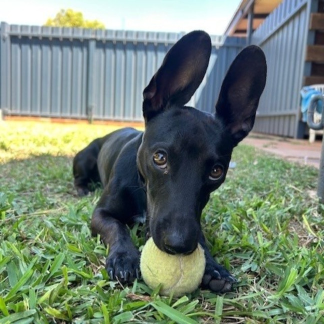 Photo of Binx