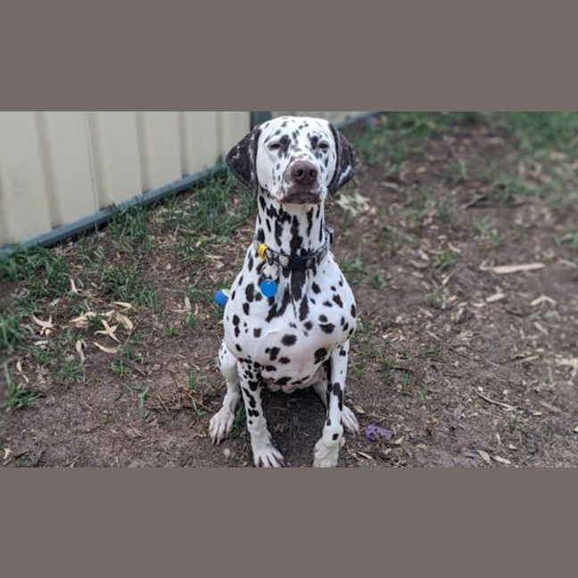 Photo of Ziggy