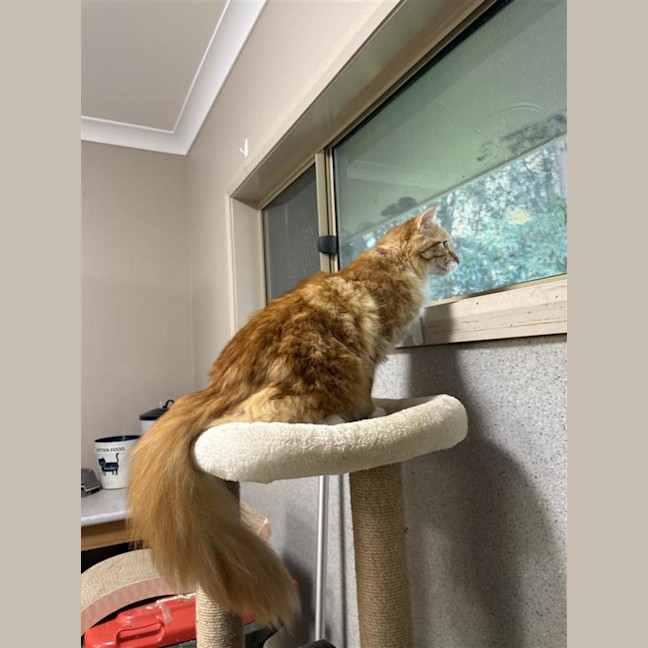 Photo of Rusty