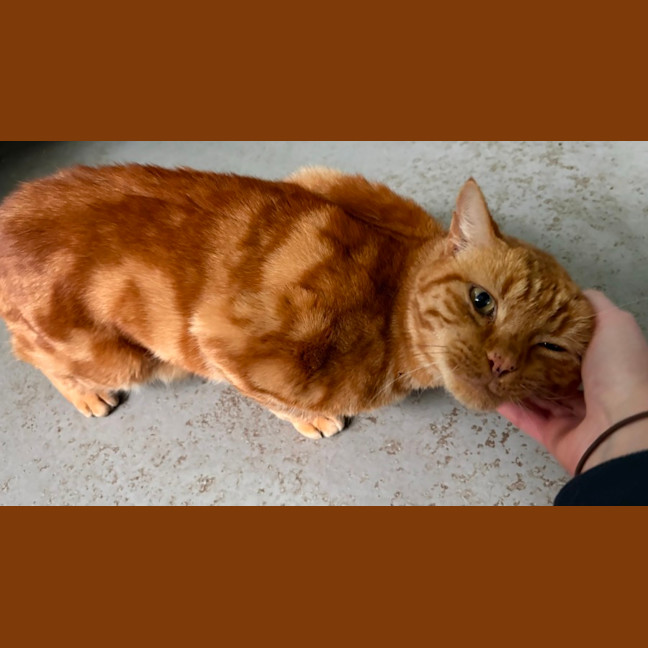 Photo of Cheeto