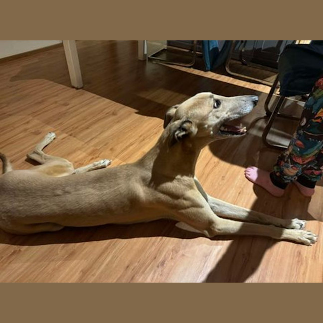 Photo of Koby, They Greyhound