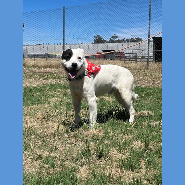 Photo of Captain Feathersword