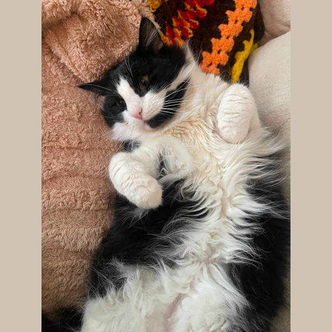 Photo of Merlin   Located In Hawthorn East