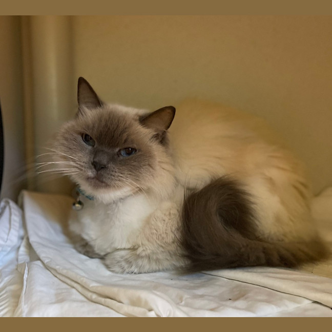 Photo of Honey