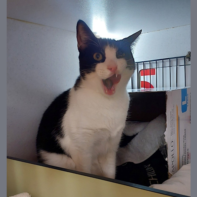 Photo of Felix