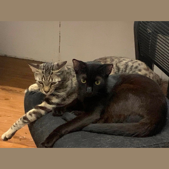 Photo of Nandi & Bagheera