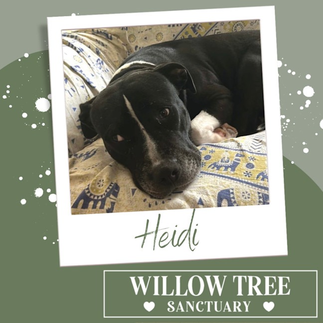 Photo of Heidi