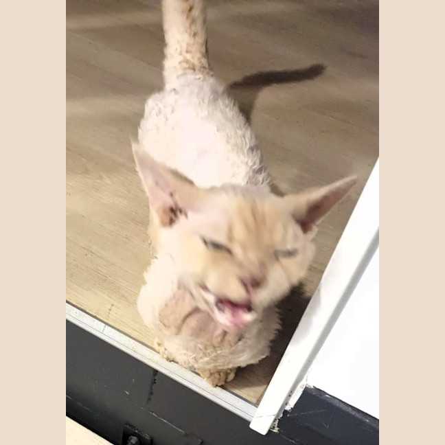 Photo of Phoenix