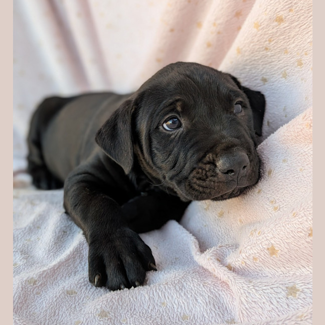 Photo of Boomer