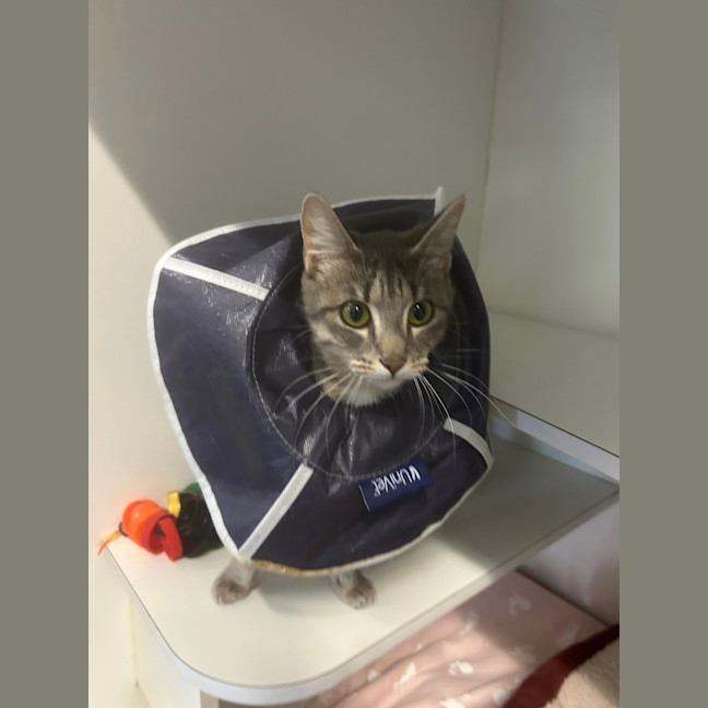 Photo of Dusty 