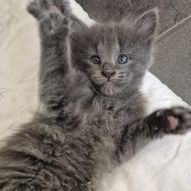 Photo of Willow