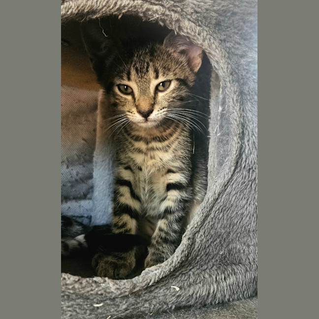 Photo of Ophelia
