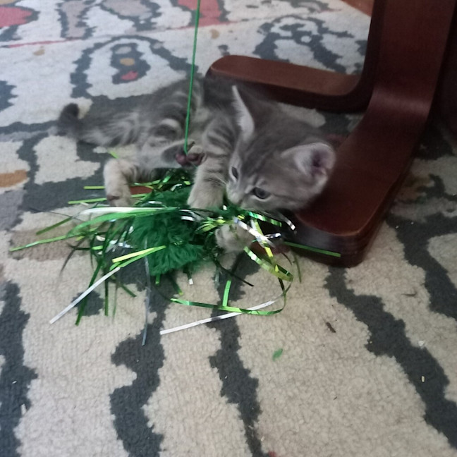 Photo of Athena