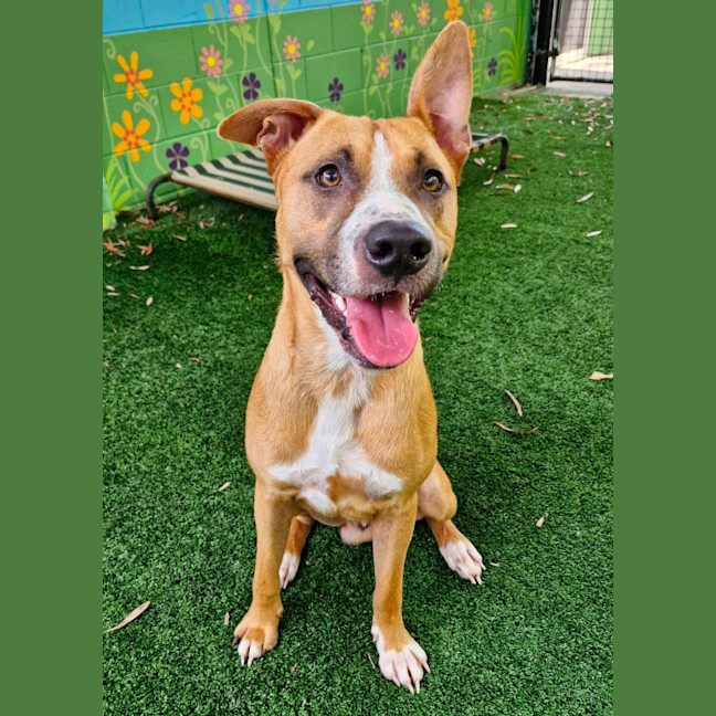 Photo of D1096 Diggy