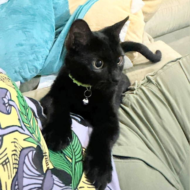 Photo of Buttercup