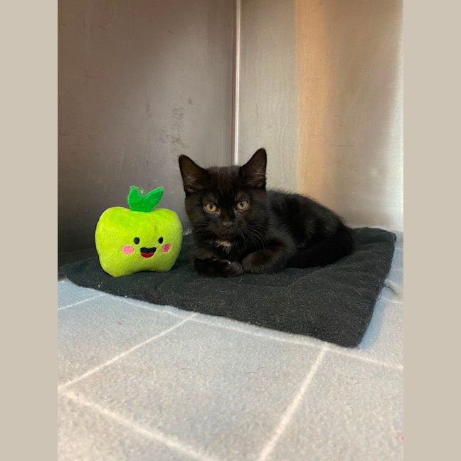 Photo of Sirius 