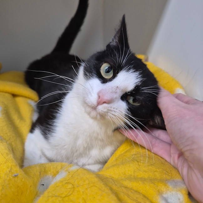 Photo of Kitty