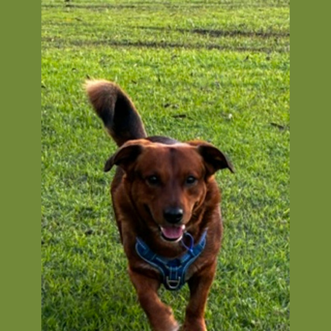Photo of Spud   4 Year Old Corgi X
