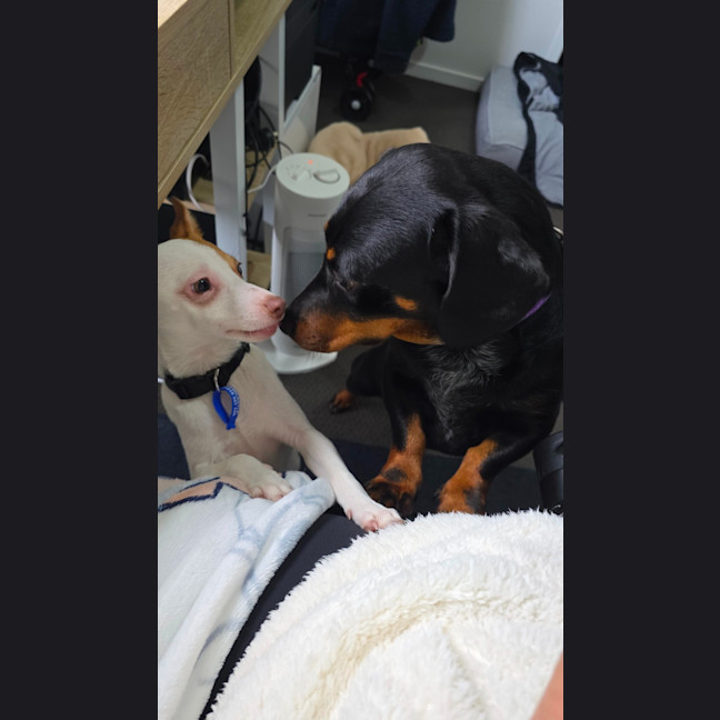 Photo of Kip   2 Year Old Cattle Dog X Dachshund