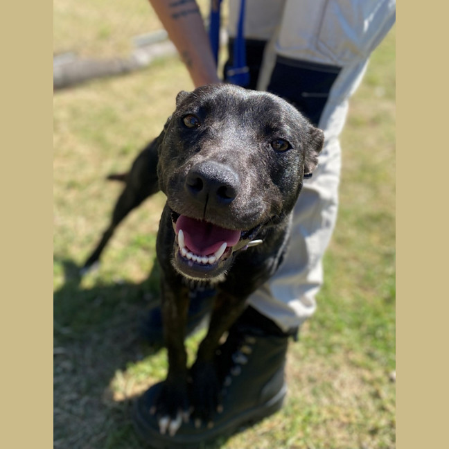 Photo of Miss Bambi (4286)