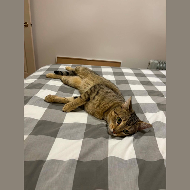 Photo of Dexter   In Foster Care In Bentleigh