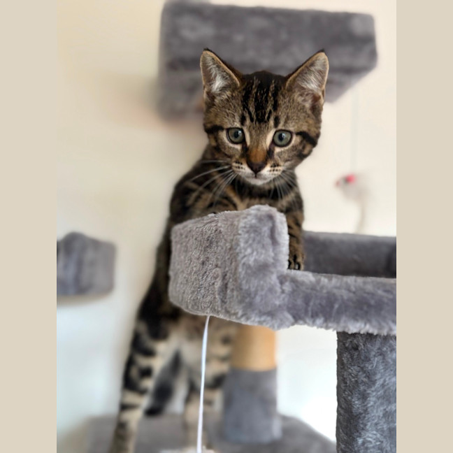 Photo of Wil 💙😻😻🐾