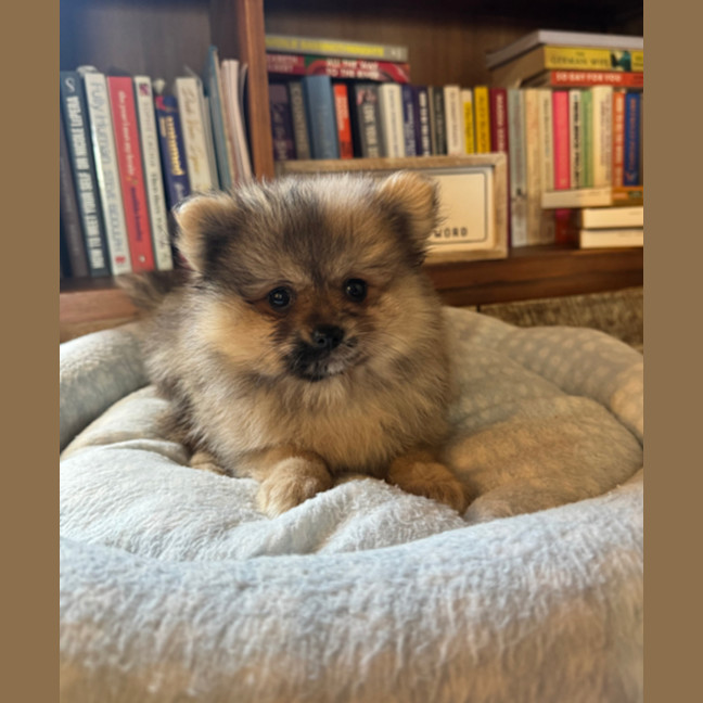 Photo of Tibby