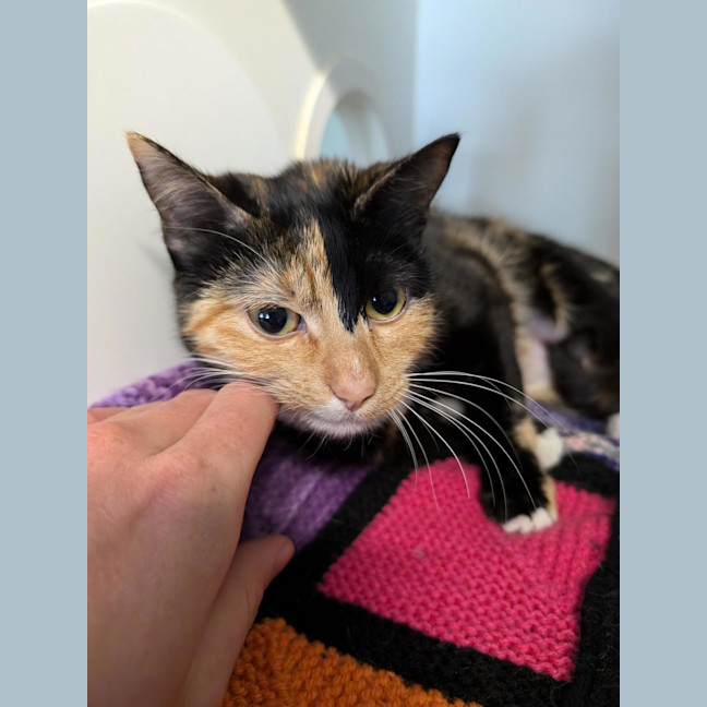 Photo of Chickpea