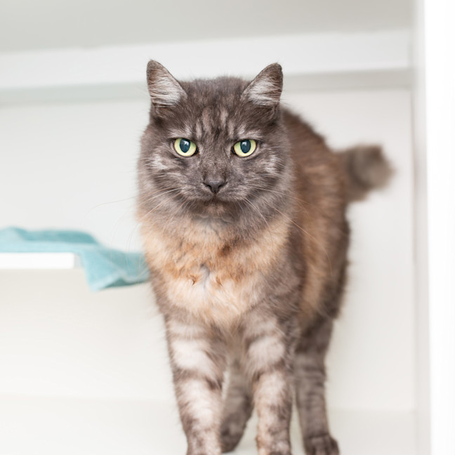 Photo of Fluffy