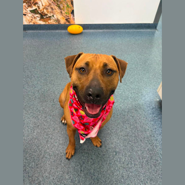 Photo of Honey