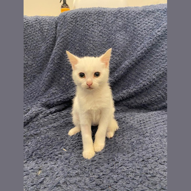 Photo of Peanut Butter