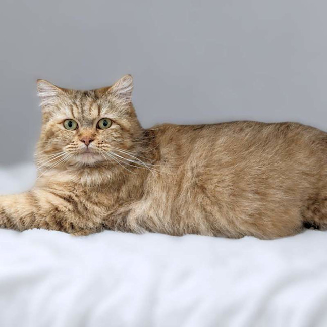 Photo of Golden