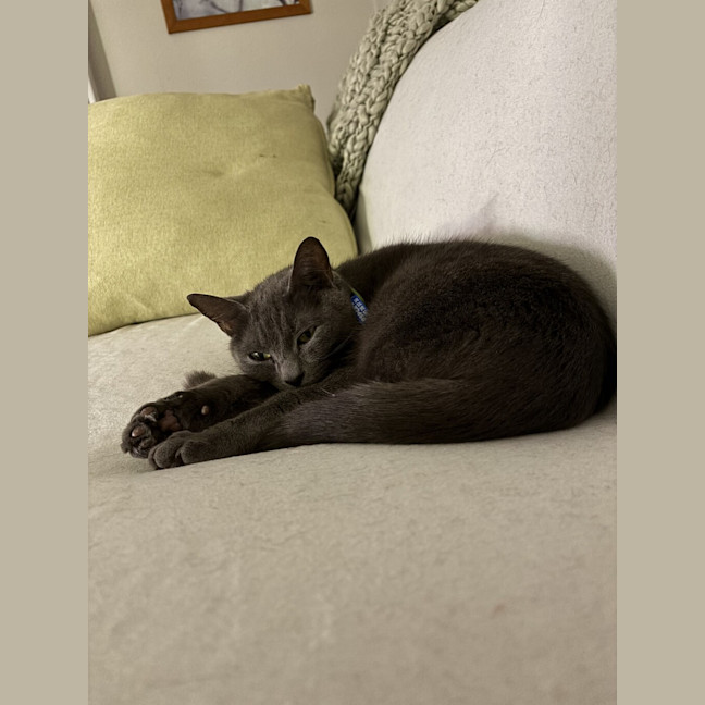 Photo of Merlot