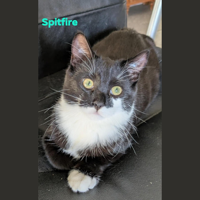 Photo of Spitfire