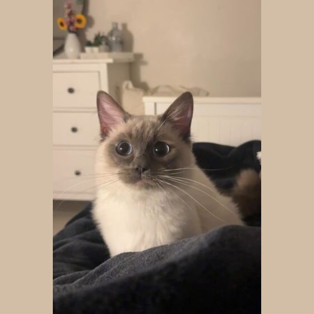 Photo of Monet