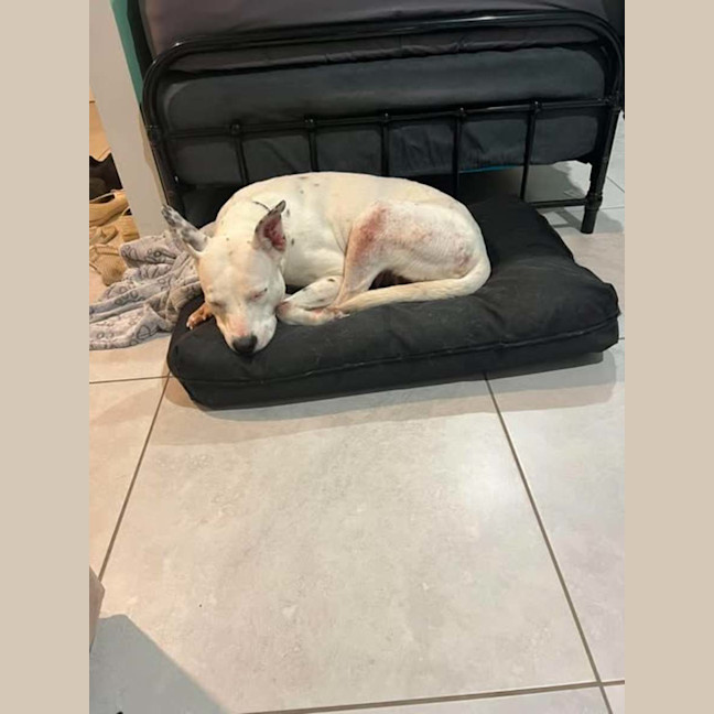 Photo of Nala