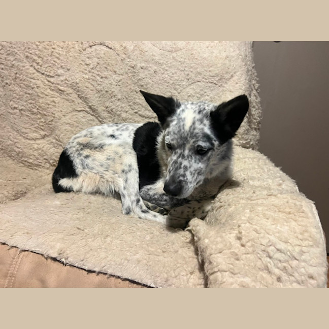 Photo of Bo