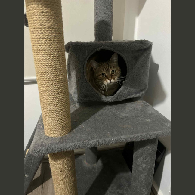 Photo of Lady Saffron