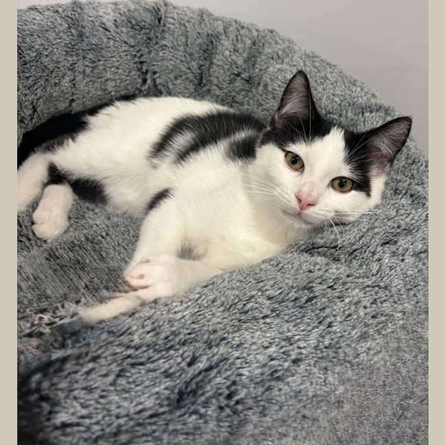 Photo of Smudge
