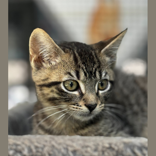 Photo of Butterscotch