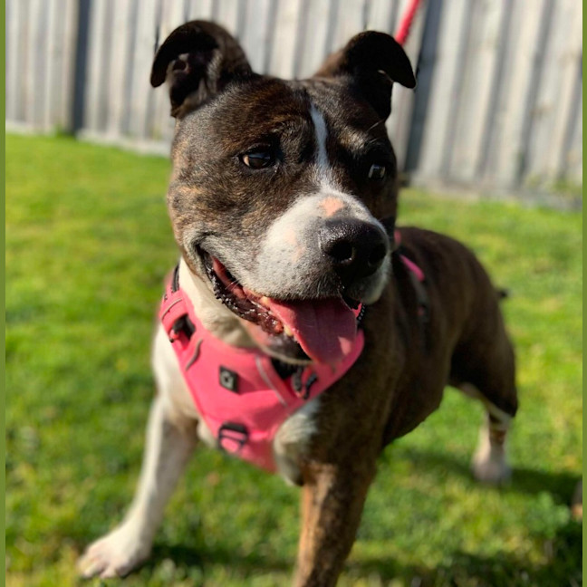 Photo of 🌷 Bonnie 5211 🌷