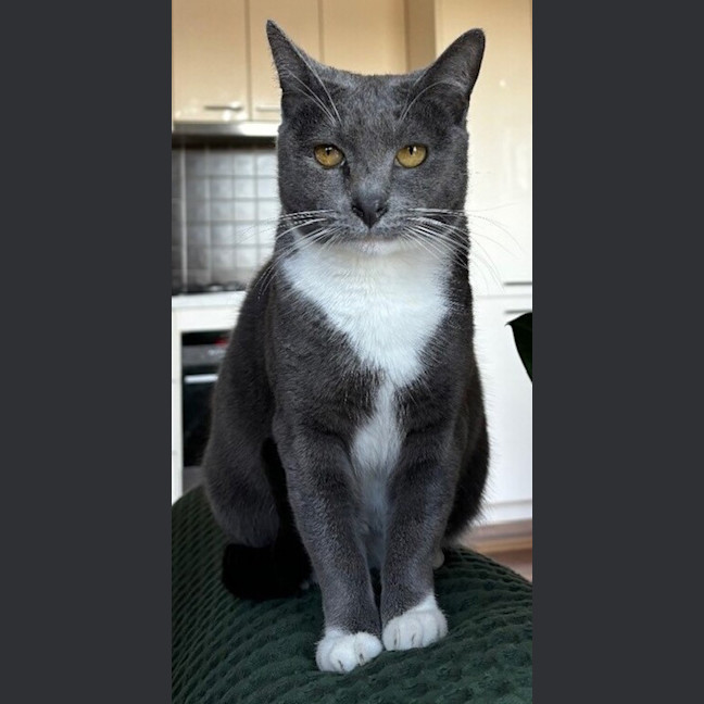 Photo of Luna