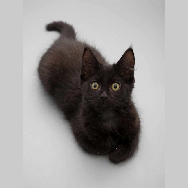 Photo of Jet